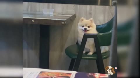 Cute dogs doing thing