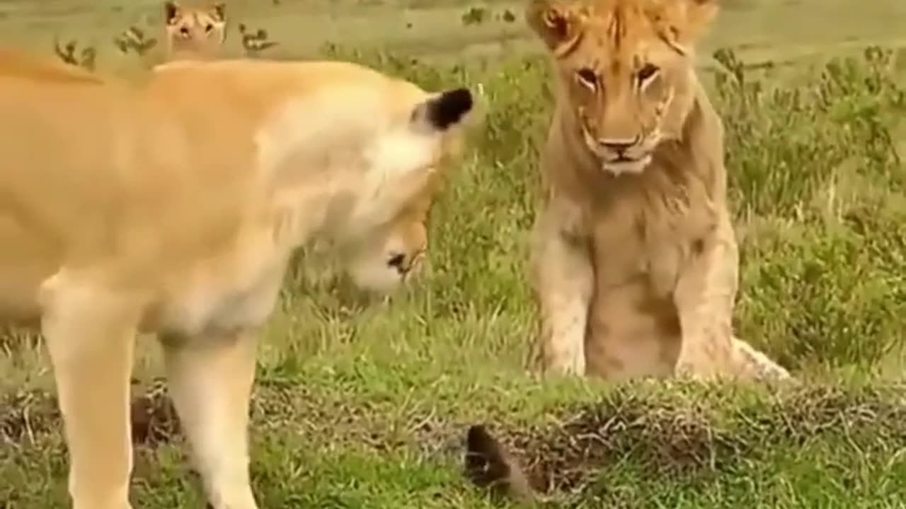 Brave Mongoose Takes on Lions to Protect Its Den 🦁🦦