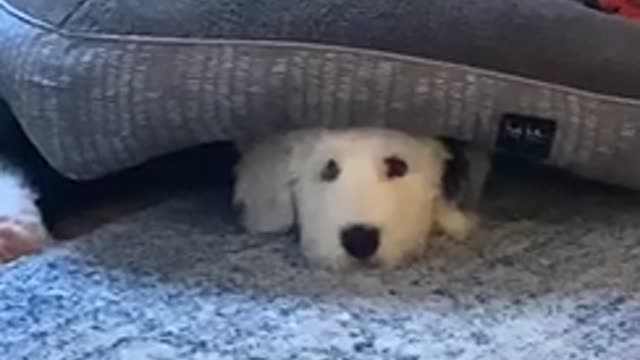 Good boy hiding under his bed