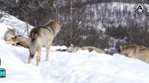 दुनिया के सबसे खतरनाक कुत्ते | Top 10 dangerous dog breeds in the world 2020