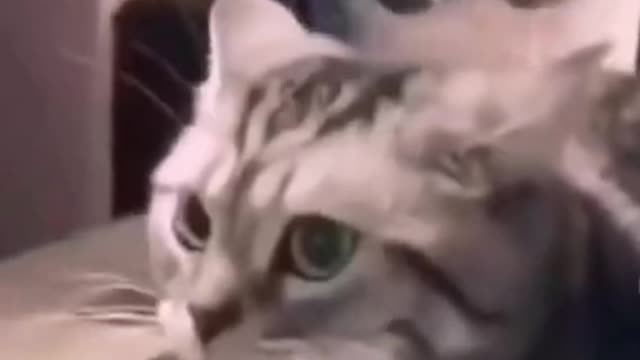 Cute Cats Said Stop!!!!!!