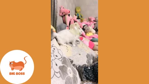 CUTE AND FUNNY PETS TRY NOT TO LAUGH LOUDLY PART 2