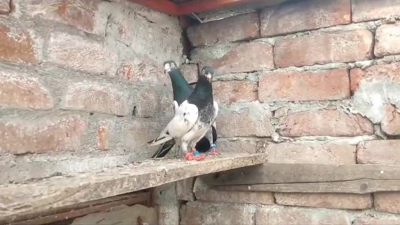 Beautiful pigeon breeder pair best flying tadeey