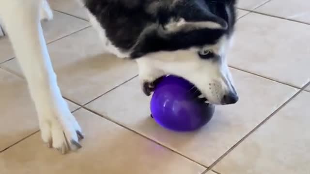 Water Balloon EXPLODES IN HUSKY'S FACE AGAIN! #shorts