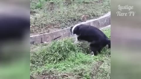 Super Cute Best Funny Cats and Dogs Video Clips
