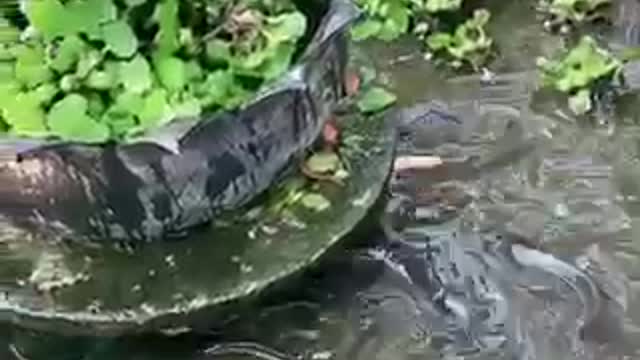 Short video a lot of big catfish fish farming