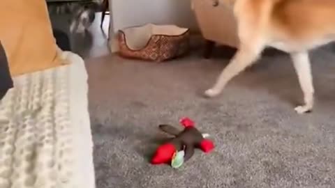 Funny Animals