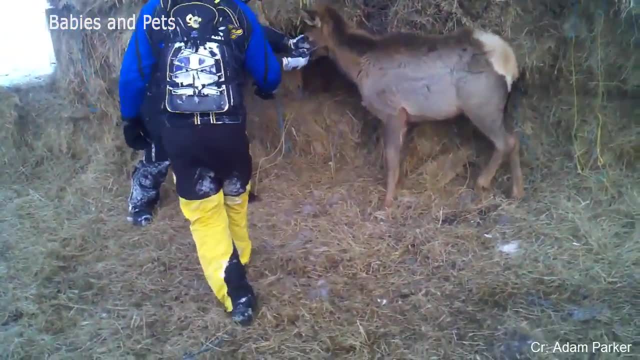 Animal Chase Funny Scenes Laugh