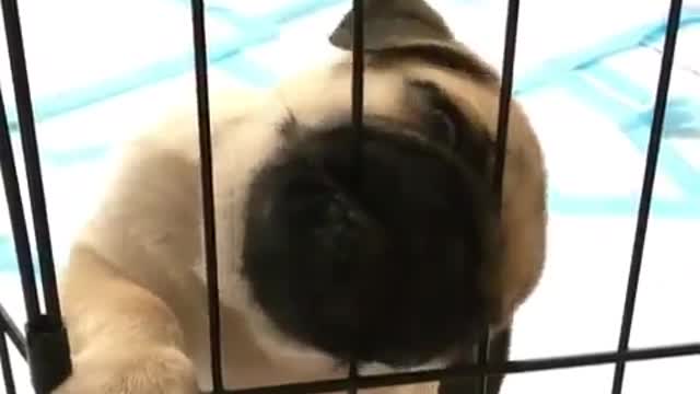 Cages and dogs.