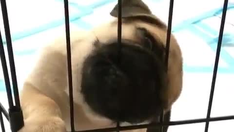 Cages and dogs.