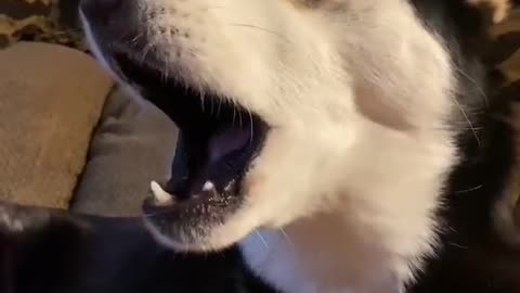 Husky talking!!!!!!