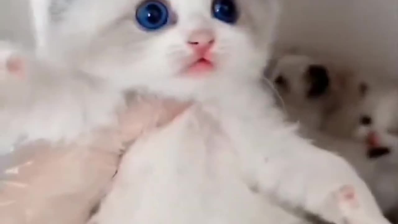 Cute 🐈