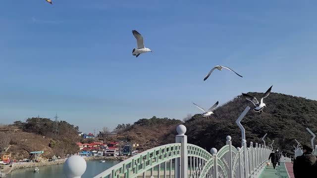 Snack-eating seagull