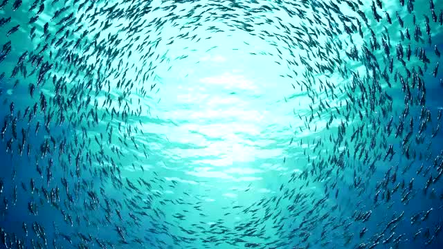 Tuna fish in large numbers do a circular formation until the sunlight enters the ocean