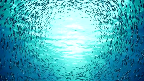 Tuna fish in large numbers do a circular formation until the sunlight enters the ocean