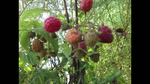 Dreaming Of Raspberries Raspberry Sept 2022