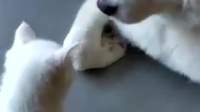 Kitten and dog playing funny video