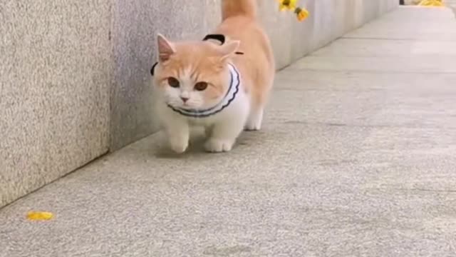 I love watching you walk so much.