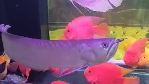 beautiful silver arowana