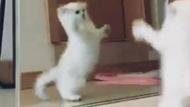 Funny cat video 2022🤣🤣