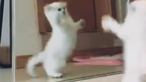 Funny cat video 2022🤣🤣