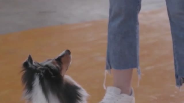 Cute Puppy Lovers video