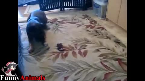 Funny Dogs Playing Toys - Funny Dog Videos