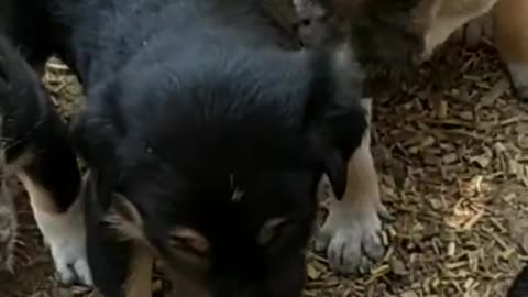 Puppy viral video