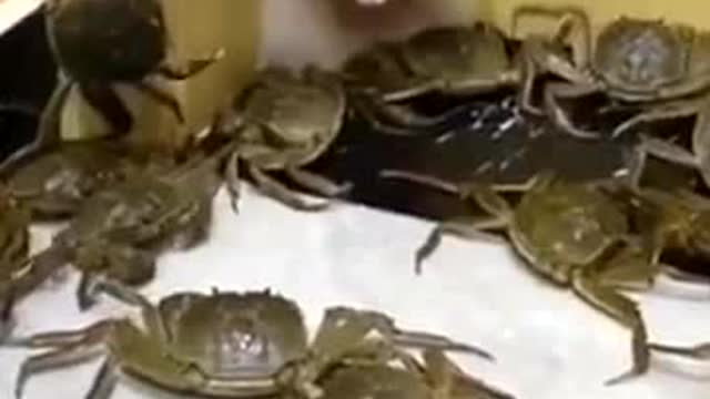 Funny moment of a dog surrounded by crabs