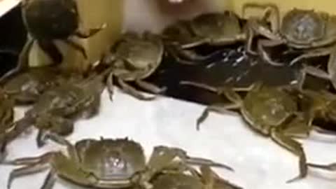 Funny moment of a dog surrounded by crabs