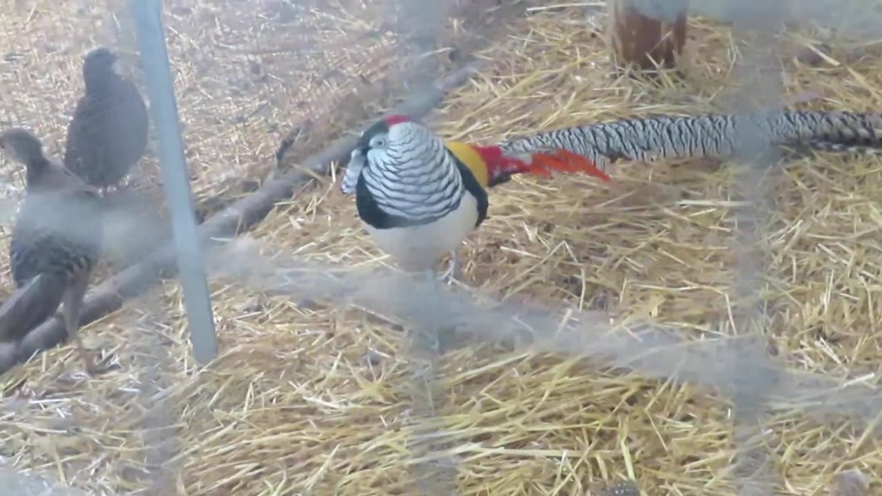 Button quail and bobwhite chicks