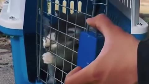 A heartwarming rescue of an abandoned cat and her babies!.hd