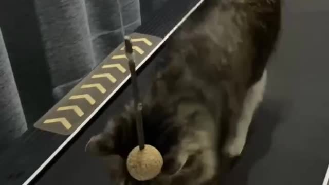Cats and treadmills
