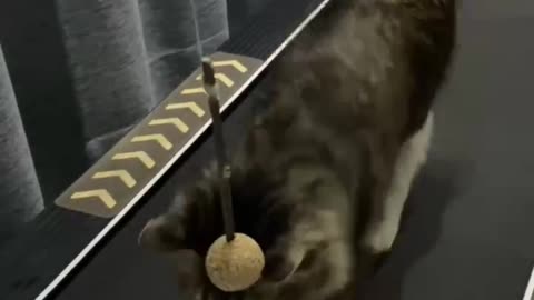 Cats and treadmills