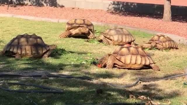 Treat day for the Sulcata’s