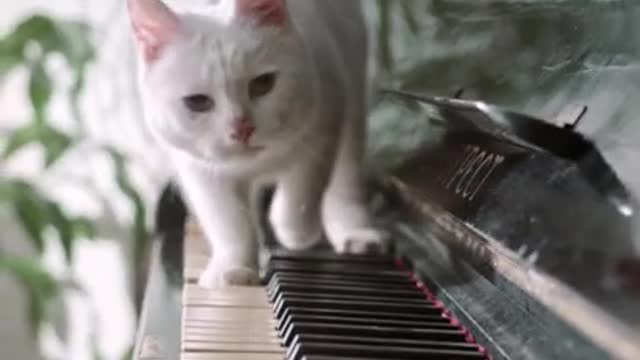 Lovely Cat Walking Over Piano Keyboard