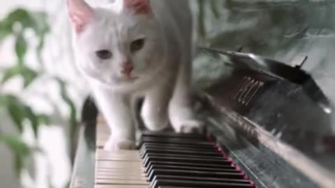 Lovely Cat Walking Over Piano Keyboard