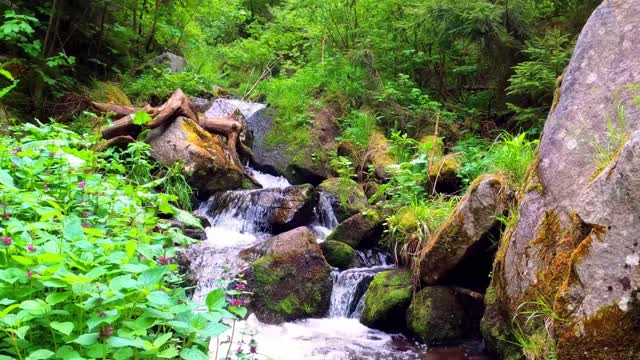 Relaxing, peaceful rain-forest video with nature sounds , for meditation and calmness .