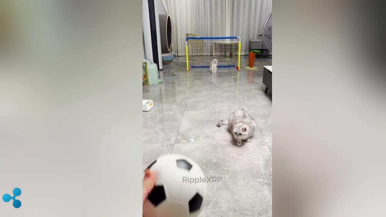 Funniest Animals 2024 😂 Funny Cats 🐱 | Funny Animal Videos 2024 Part 02