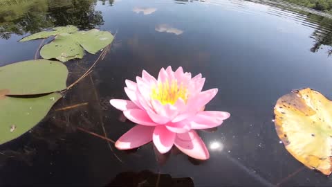 Water Lily