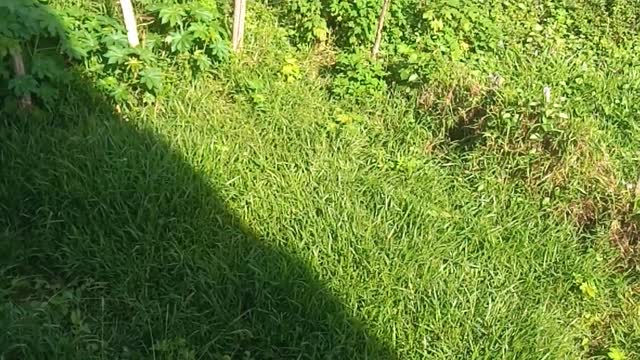 Nature in My neighborhood - Natureza na vizinhança