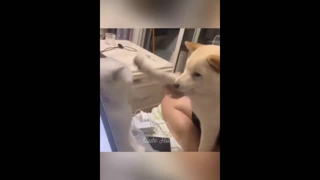 Funny cat and dog video | most funny clips 😂😂😂