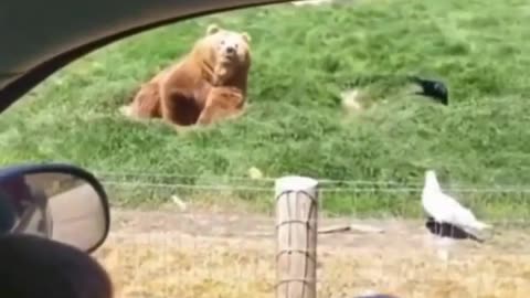 Bear eats fathers'