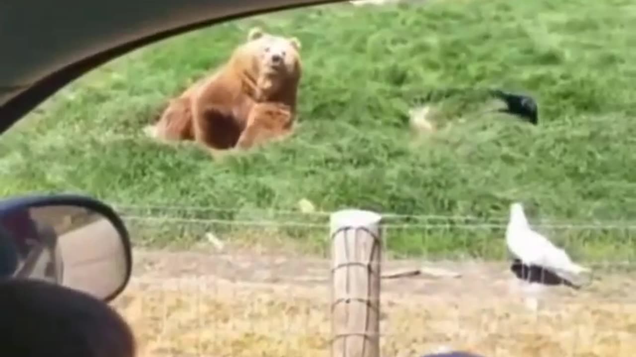 Bear eats fathers'