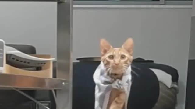 Super Cat is Super Hero