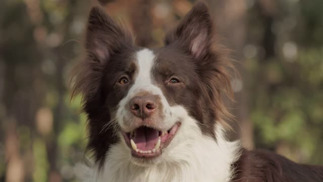 Smiling dog ! Chien souriant