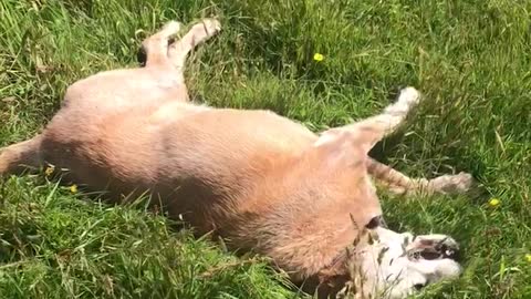 Old dog loves play time in the long grass