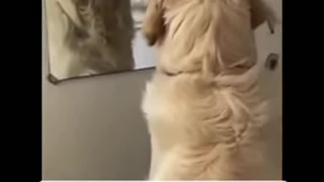 Dog practices His Angry Face In The Mirror