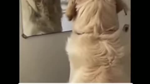 Dog practices His Angry Face In The Mirror