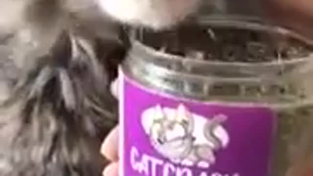 that's what catnip means